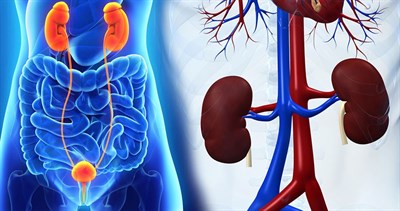 Может ли у меня появиться рак почек, яичек, мочевого пузыря, если мне меньше 30 лет?